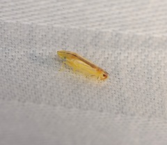 Sophonia longitudinalis