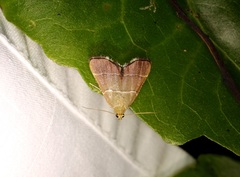 Stemmatophora flavicaput