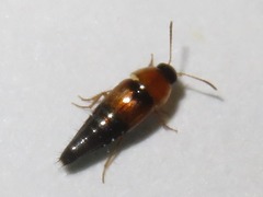 Tachyporus solutus