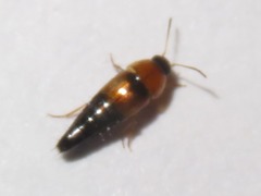 Tachyporus solutus