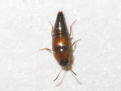 Tachyporus solutus