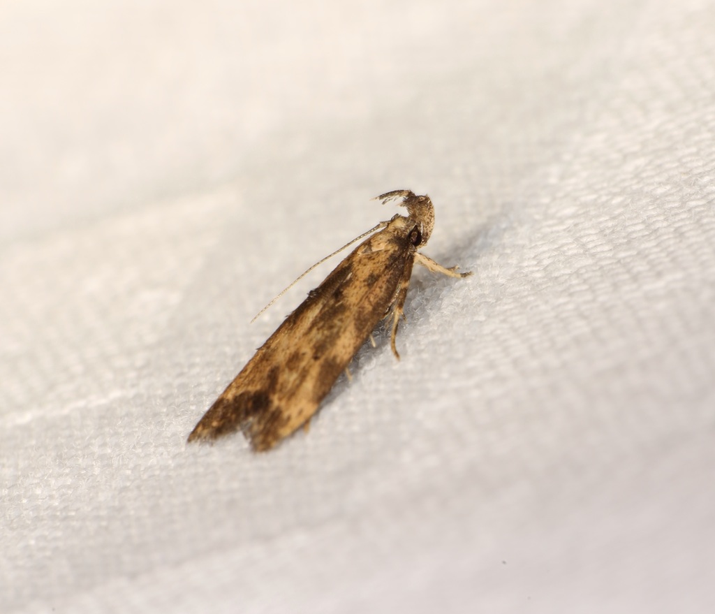 Helcystogramma hassenzanensis