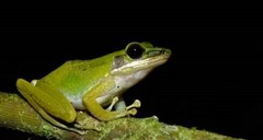 Odorrana hosii