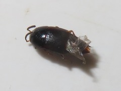 Tachinus corticinus