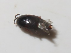 Tachinus corticinus