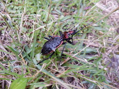 Carabus nankotaizanus