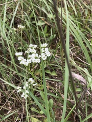 Valerianella amarella
