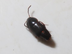 Tachinus corticinus
