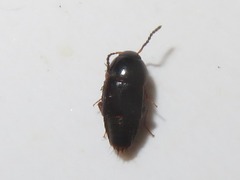 Tachinus corticinus