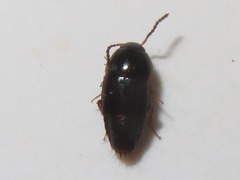 Tachinus corticinus