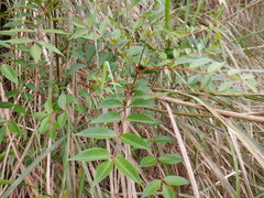 Tetradium ruticarpum