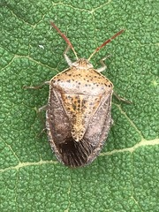 Ascra conspersa