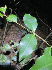 Syzygium hemilamprum