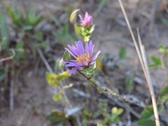 Symphyotrichum pratense