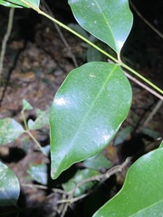 Syzygium hemilamprum