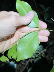 Syzygium hemilamprum