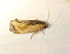 Cryptophlebia repletana