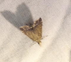 Diplopseustis perieresalis