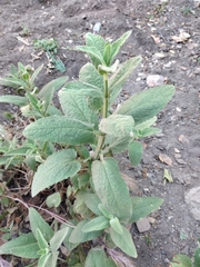 Lepechinia cardiophylla