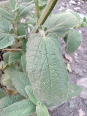 Lepechinia cardiophylla