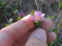 Symphyotrichum pratense