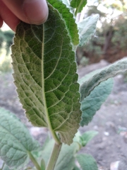 Lepechinia cardiophylla