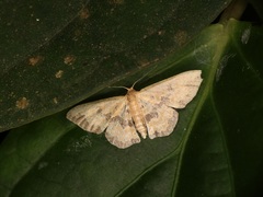 Idaea phaeocrossa