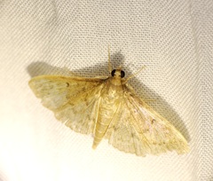 Omiodes tristrialis