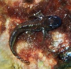 Entomacrodus nigricans