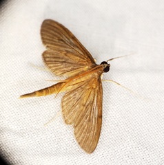 Hymenoptychis sordida