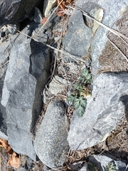 Corydalis magadanica