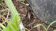 Teleogryllus occipitalis