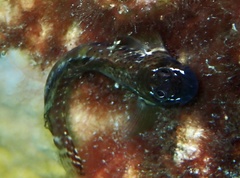 Entomacrodus nigricans