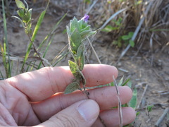 Symphyotrichum pratense