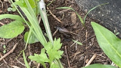 Teleogryllus occipitalis