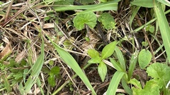 Teleogryllus occipitalis