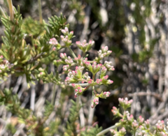 Eriogonum fasciculatum