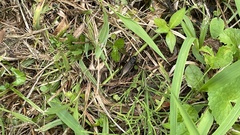 Teleogryllus occipitalis