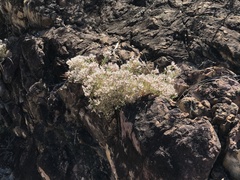 Polycarpaea spirostylis