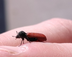 Bostrichus capucinus