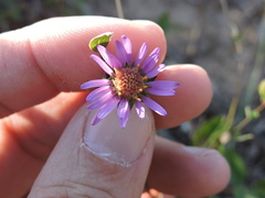 Symphyotrichum pratense