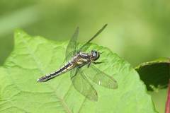 Orthetrum japonicum