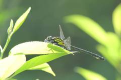 Asiagomphus melaenops