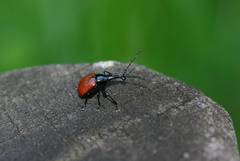 Phialodes rufipennis