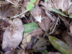 Alniphyllum pterospermum