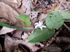Alniphyllum pterospermum