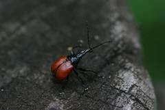 Phialodes rufipennis