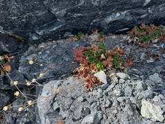Potentilla rupifraga