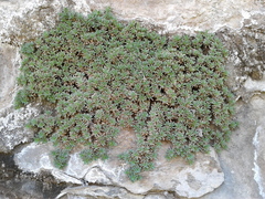 Petrophytum