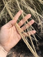 Triodia stenostachya